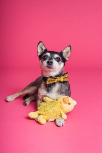 Home Huisdierenspelletjes en speeltjes voor honden en andere huisdieren tegen verveling