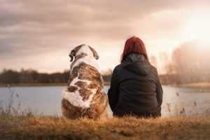 Home Hond relaxt comfortabel in zachte hondenmand als favoriete slaapplek