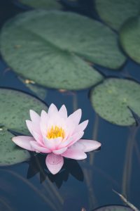 Home Luxe zwemvijver met natuurlijke plantenfiltratie en groene omgeving in privé achtertuin